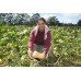 SPRAY FREE BUTTERNUT  3KG Bag Of Small Size Katikati Grown